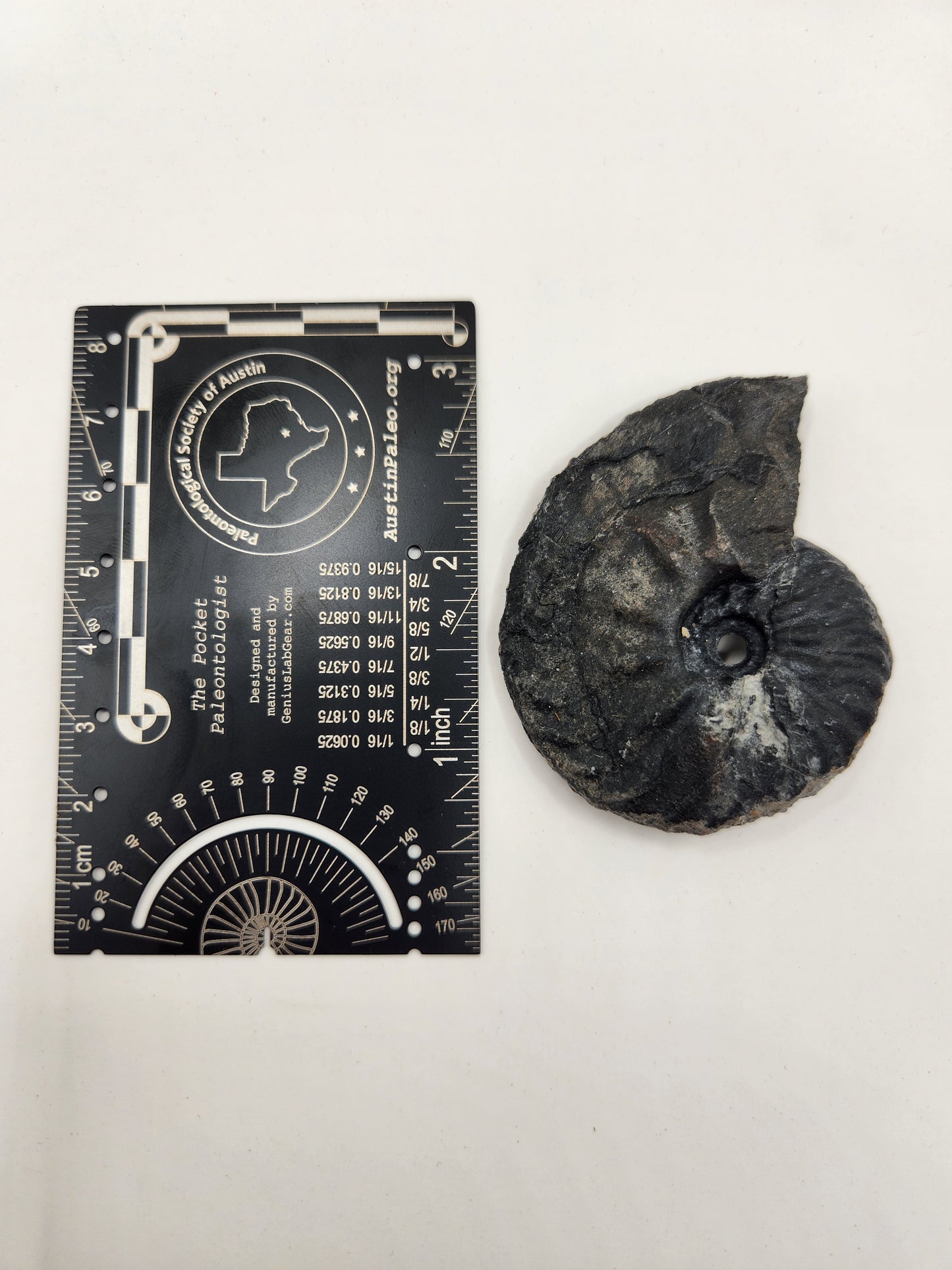 Ammonite-Nevada