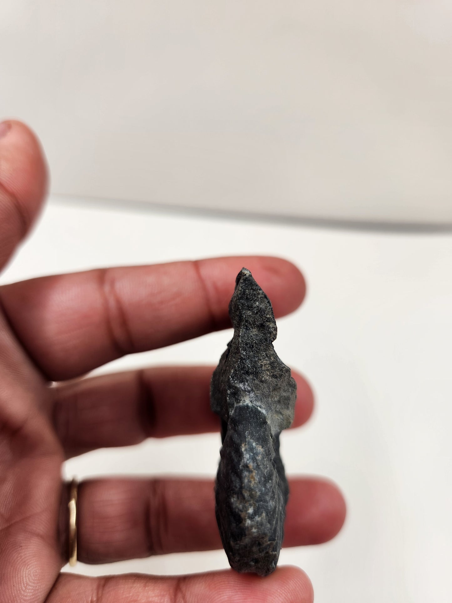 Ammonite-Nevada