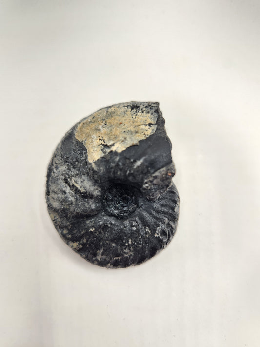 Ammonite