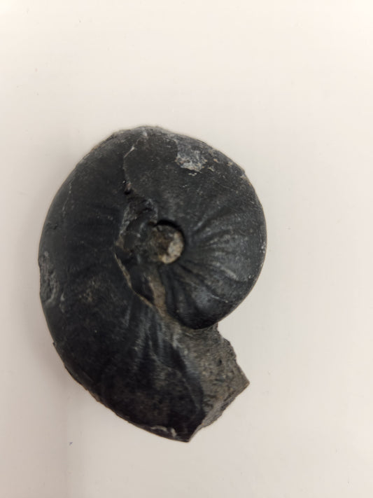 Ammonite