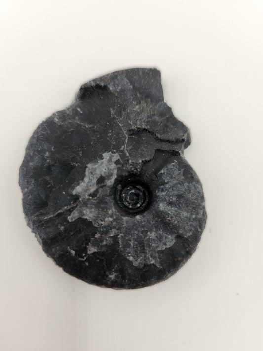 Ammonite