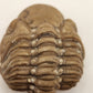 Paciphacops sp.-Oklahoma