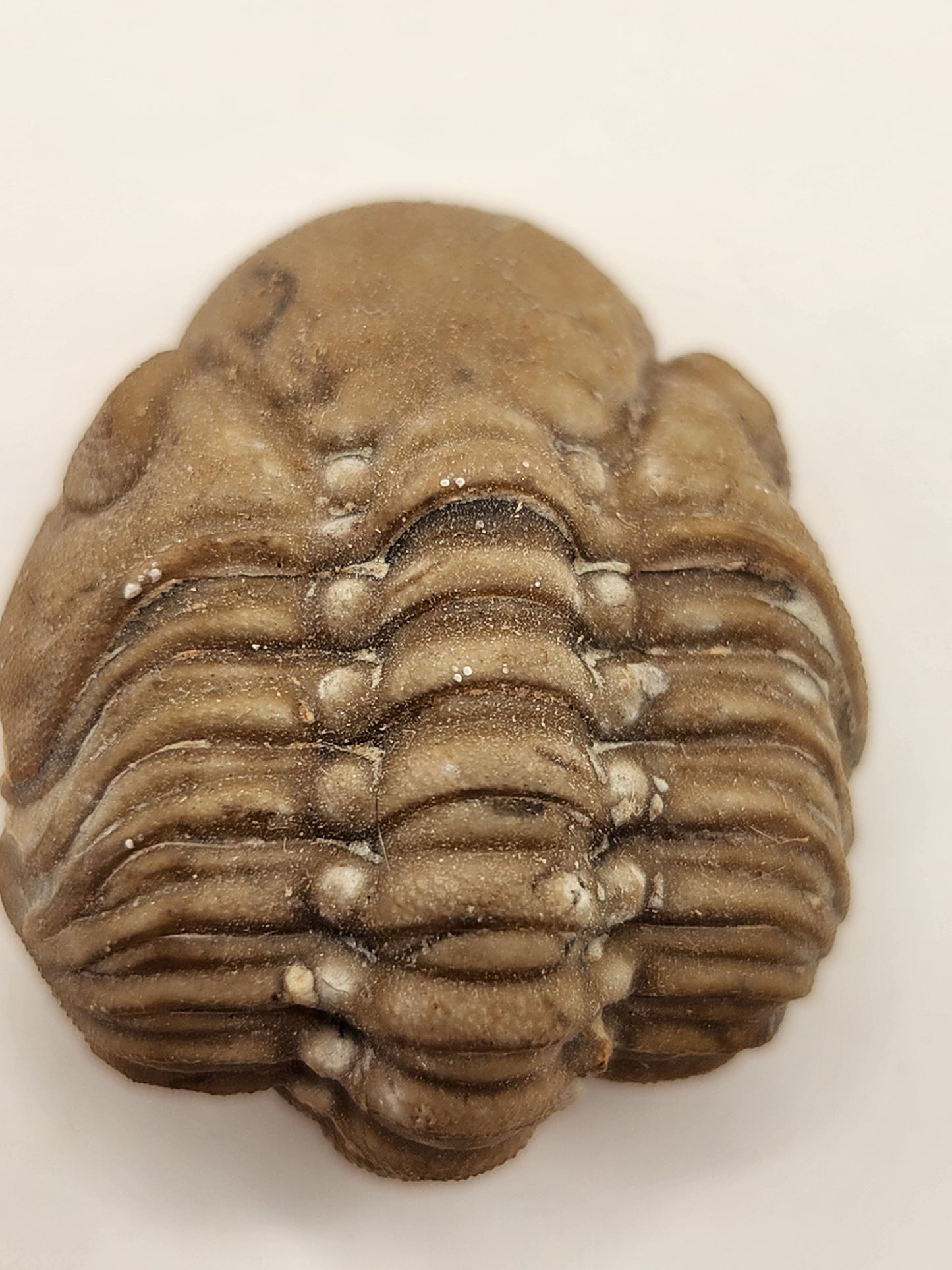 Paciphacops sp.-Oklahoma