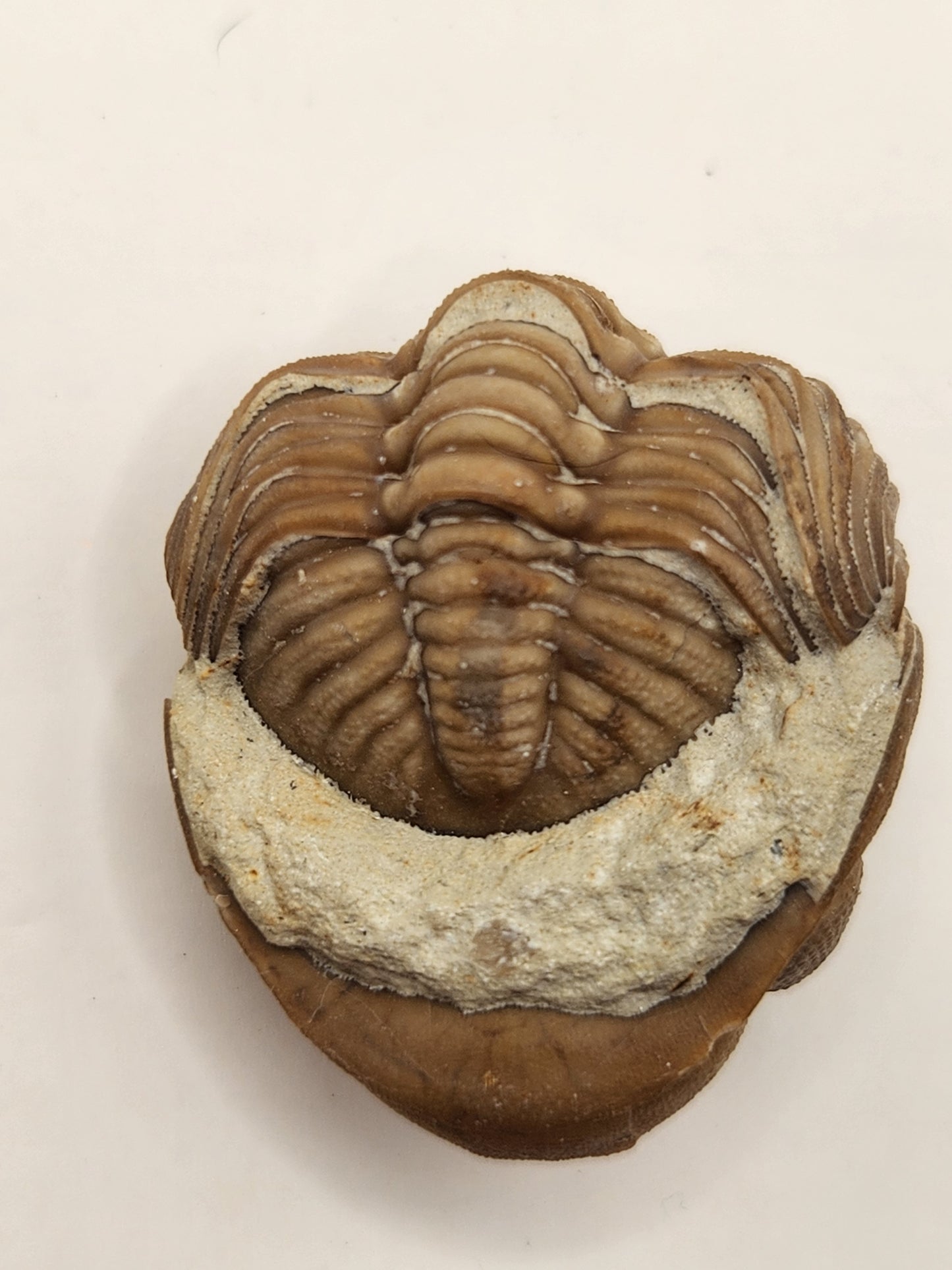 Paciphacops sp.-Oklahoma