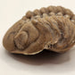 Paciphacops sp.-Oklahoma