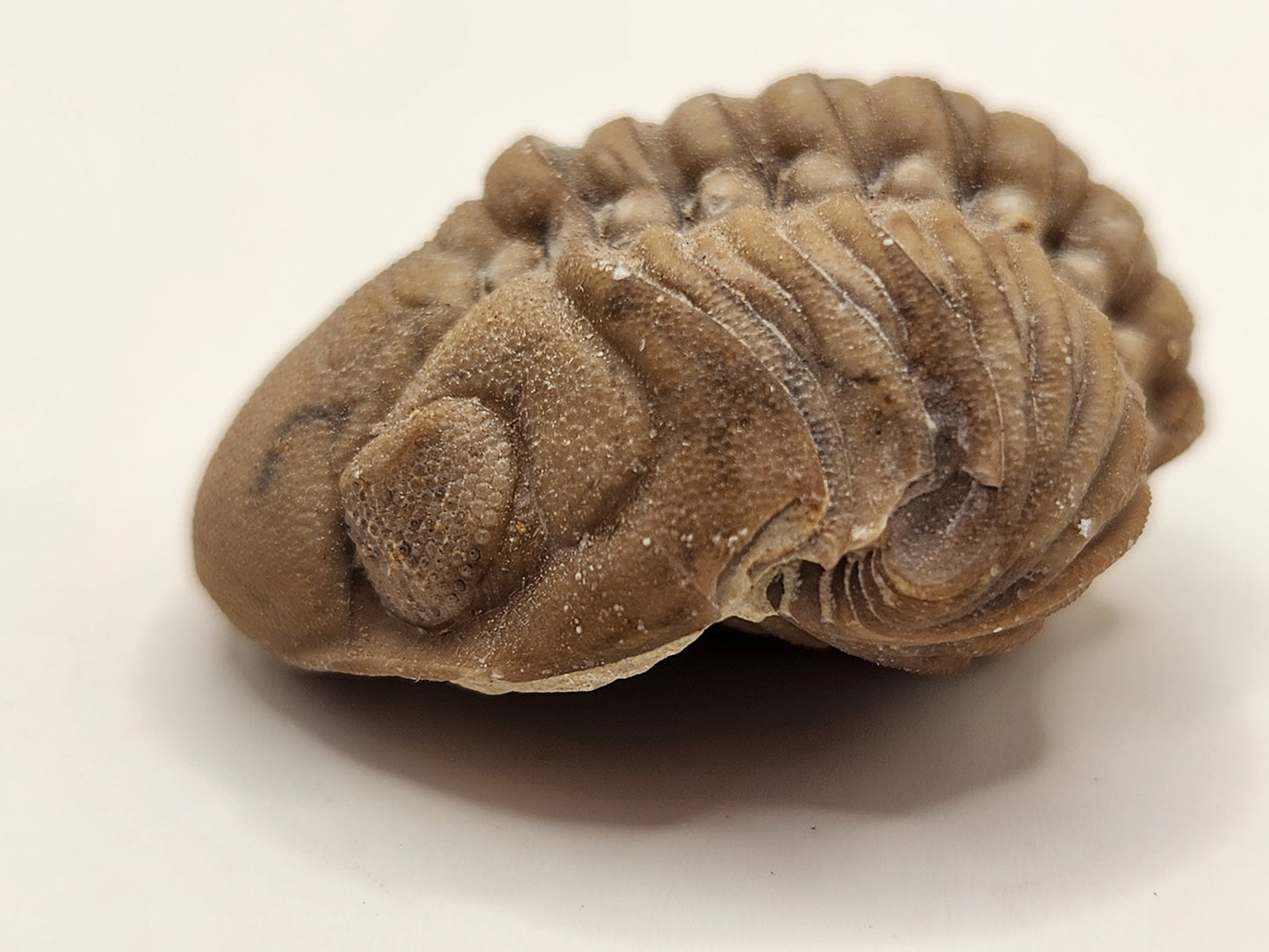 Paciphacops sp.-Oklahoma
