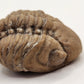 Paciphacops sp.-Oklahoma