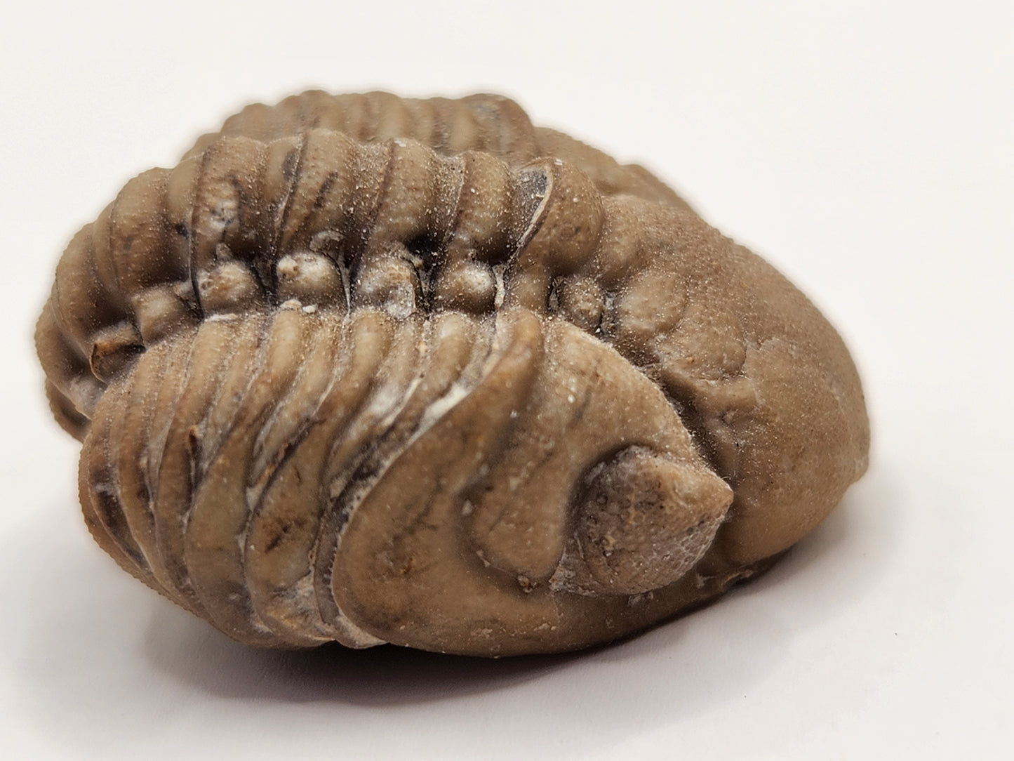 Paciphacops sp.-Oklahoma