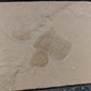 Salp/Tunicate Cluster-Montana 03