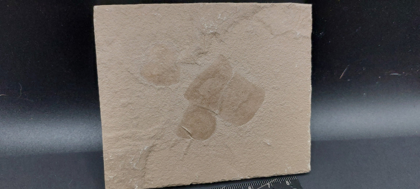 Salp/Tunicate Cluster-Montana 03