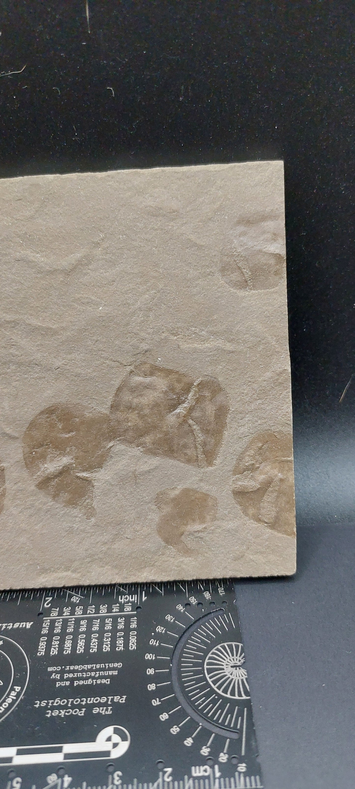 Salp/Tunicate Cluster-Montana 01