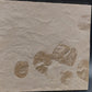 Salp/Tunicate Cluster-Montana 01