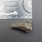 Tylosaurus proriger Tooth-Texas