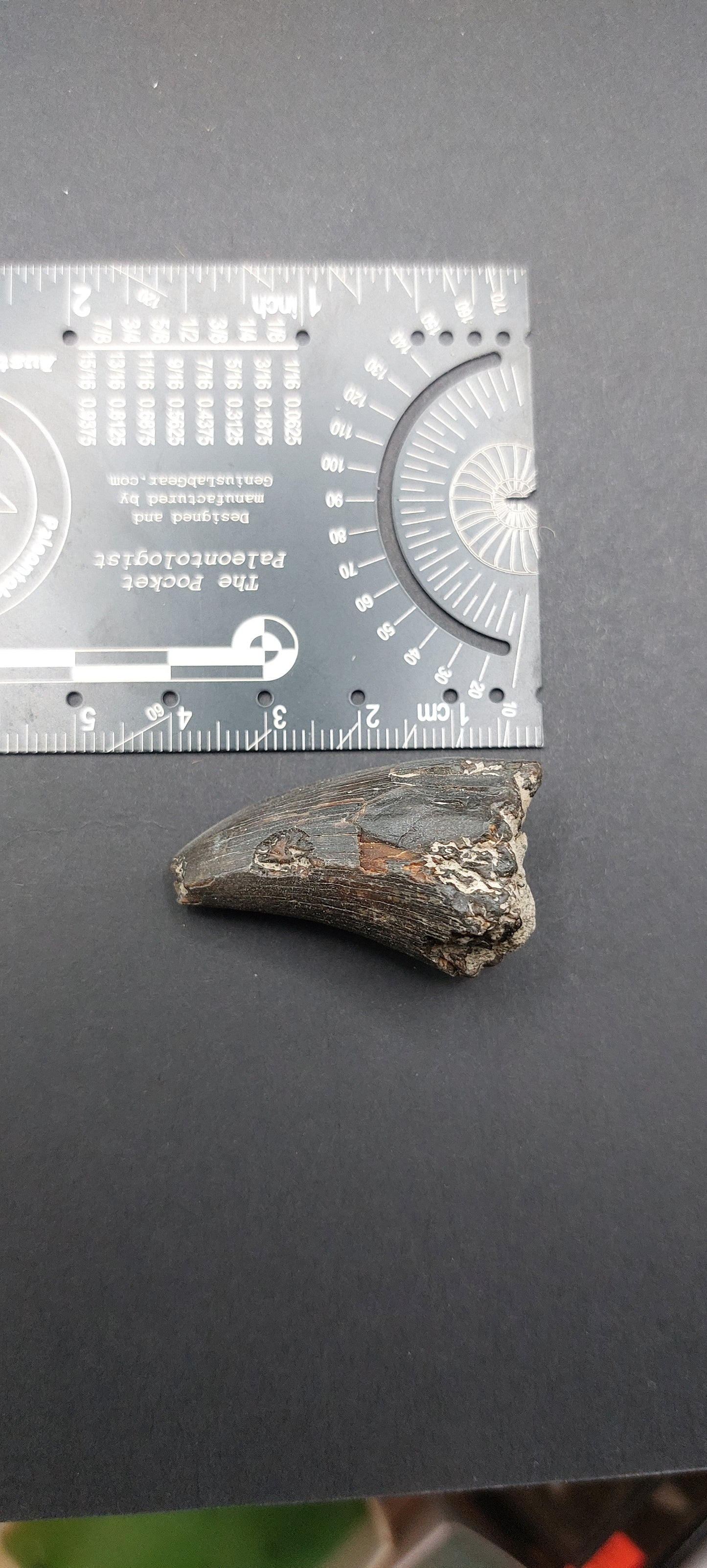 Tylosaurus proriger Tooth-Texas