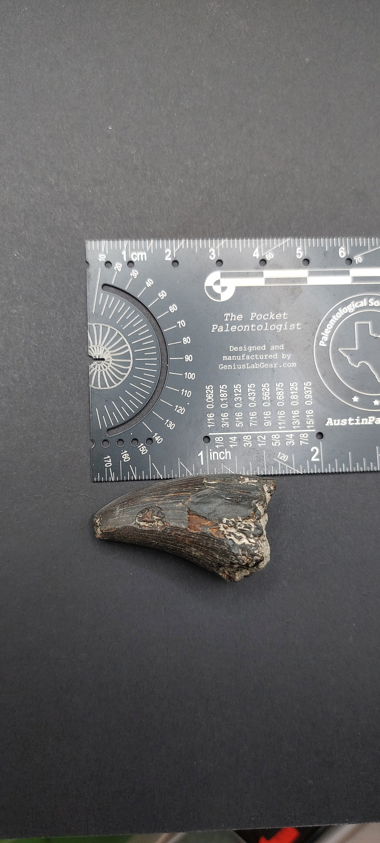 Tylosaurus proriger Tooth-Texas
