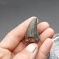 Tylosaurus proriger Tooth-Texas
