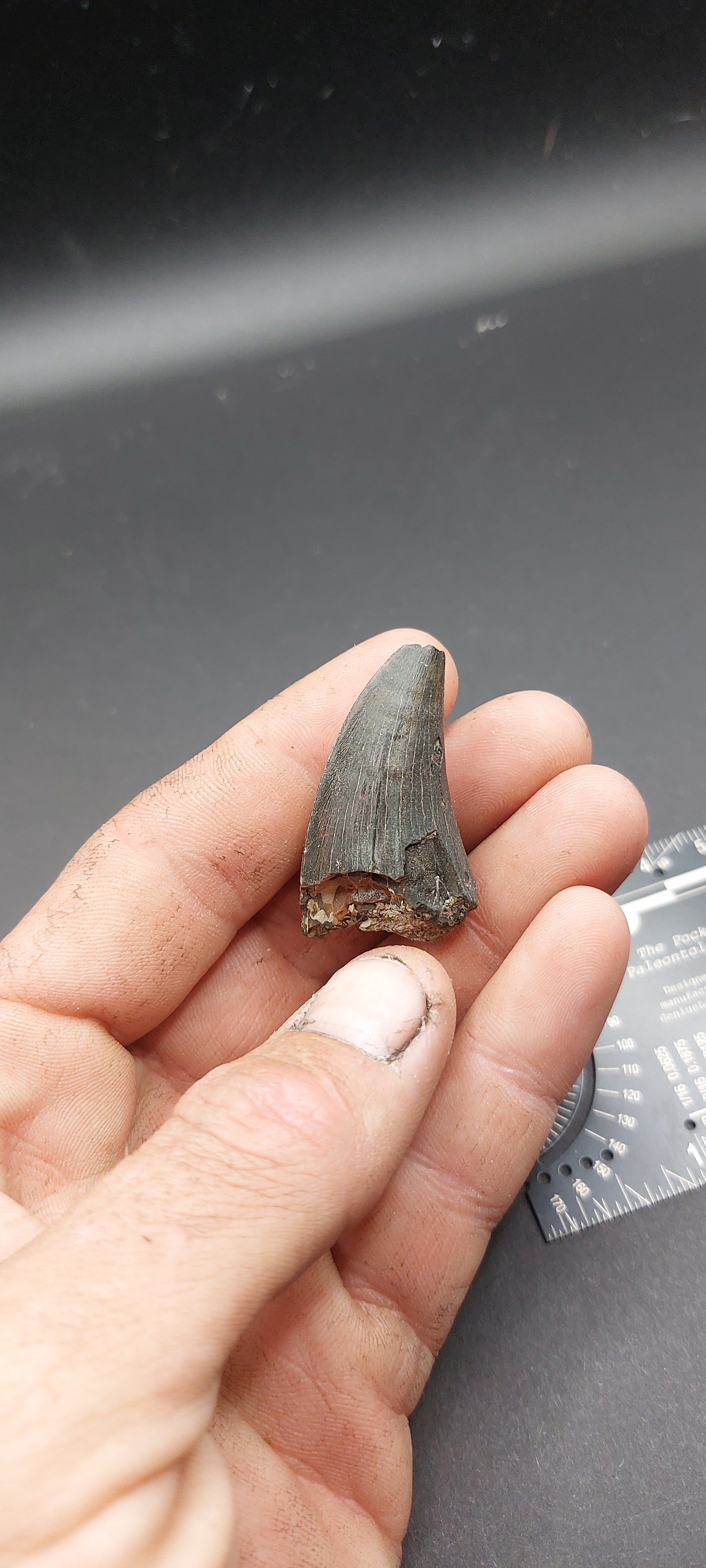 Tylosaurus proriger Tooth-Texas