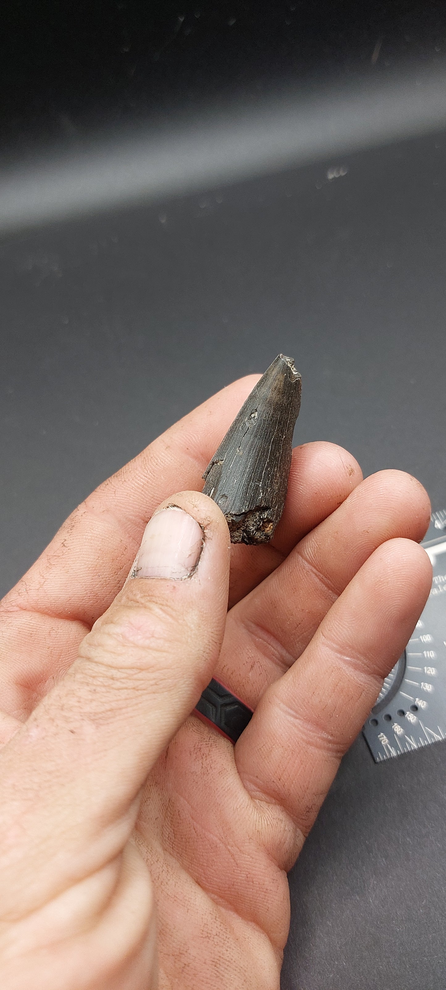 Tylosaurus proriger Tooth-Texas