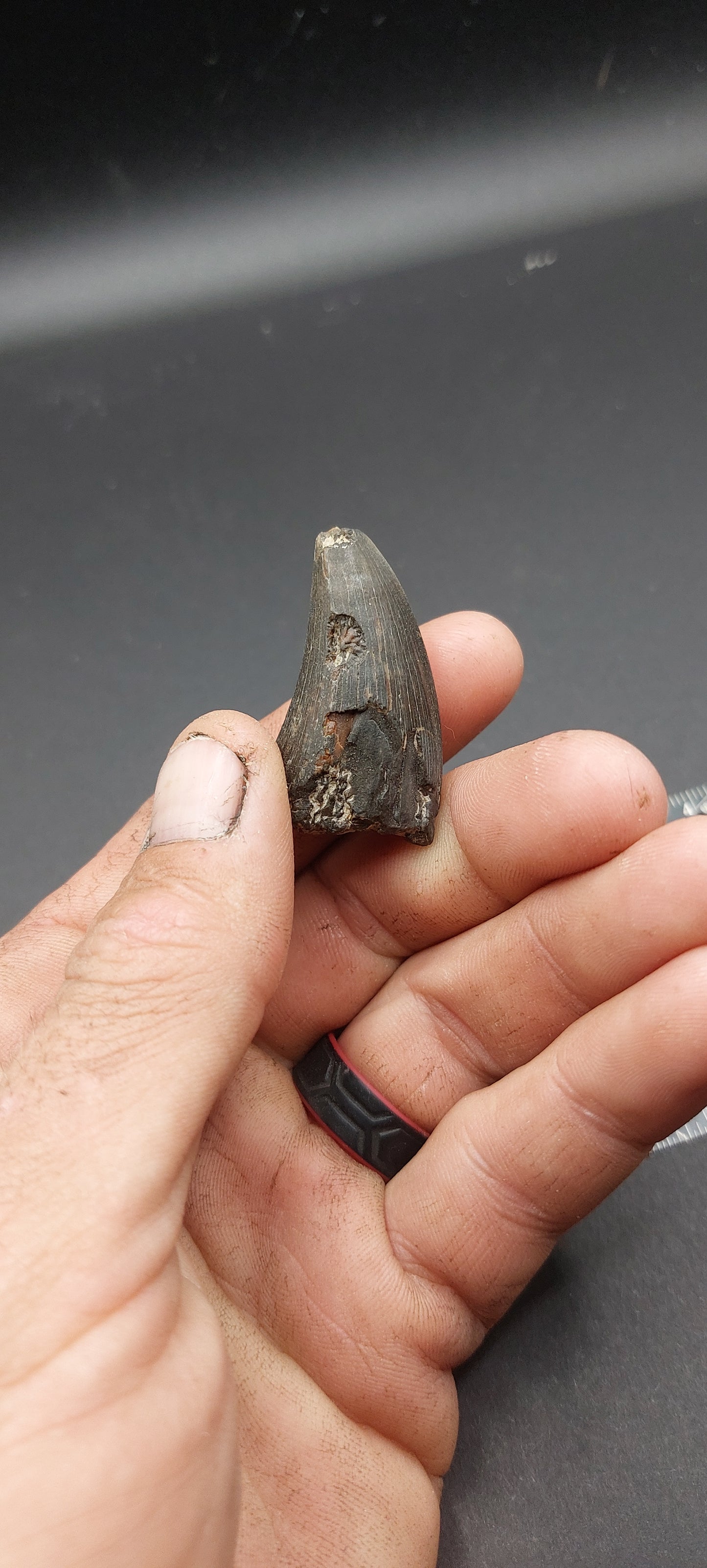 Tylosaurus proriger Tooth-Texas