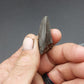 Tylosaurus proriger Tooth-Texas