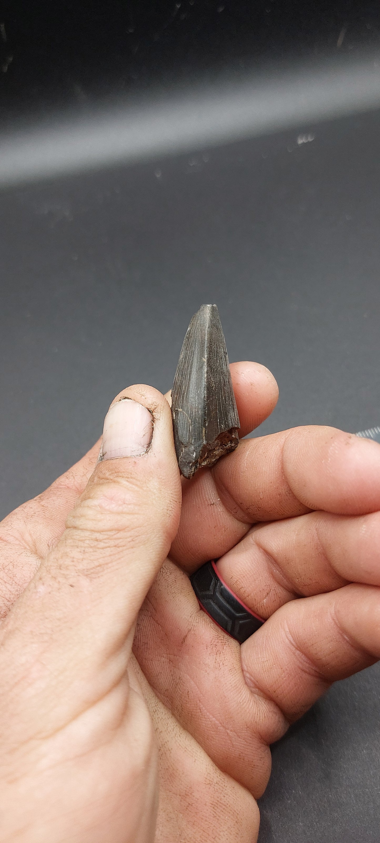 Tylosaurus proriger Tooth-Texas