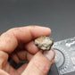 Tylosaurus proriger Tooth-Texas