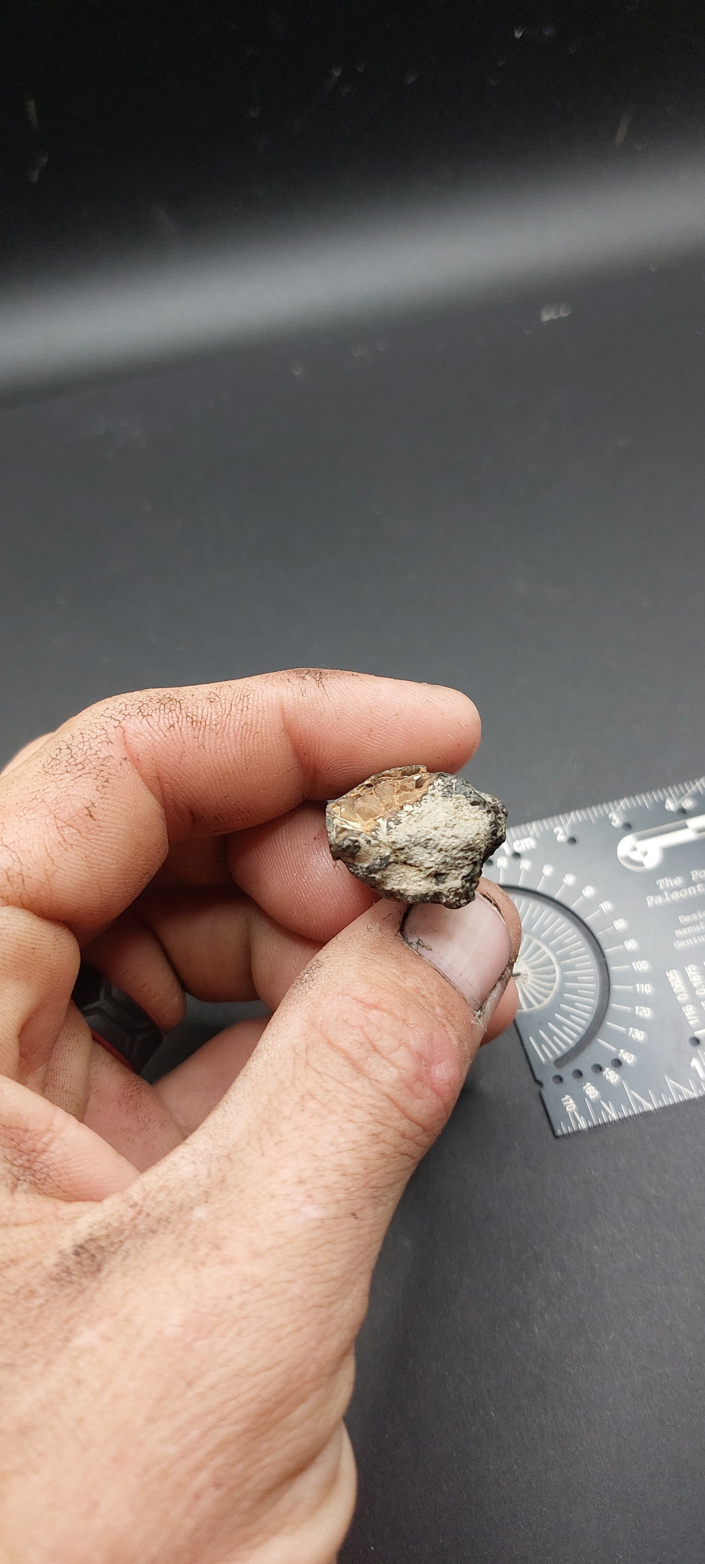 Tylosaurus proriger Tooth-Texas