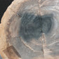 Petrified Wood-Oregon 02