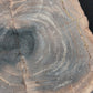 Petrified Wood-Oregon 02