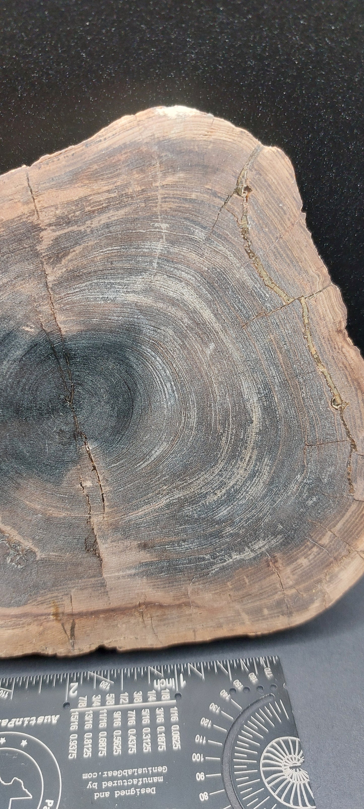 Petrified Wood-Oregon 02