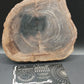 Petrified Wood-Oregon 02