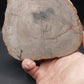 Petrified Wood-Oregon 02
