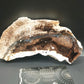 Petrified Wood-Oregon 04