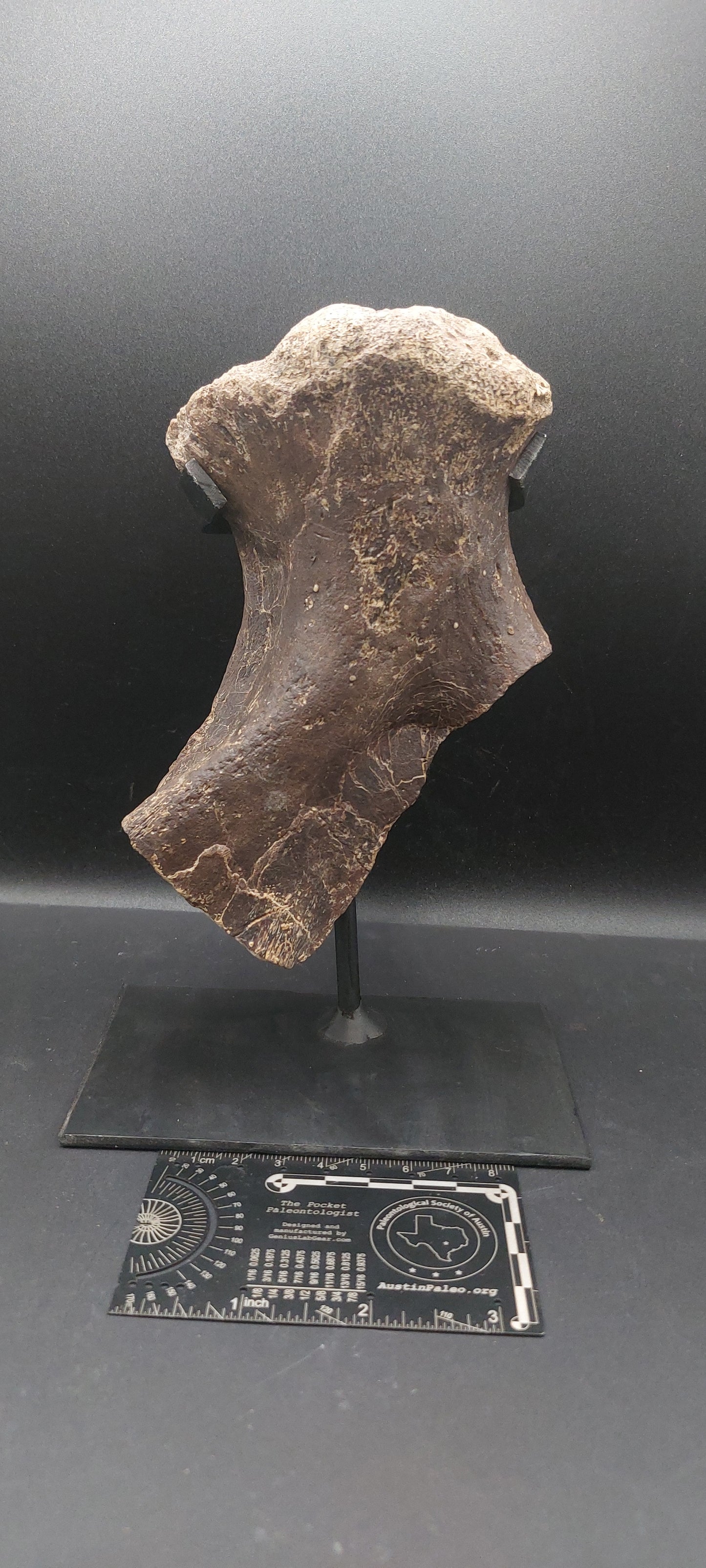 Tylosaurus proriger Ischium-Texas
