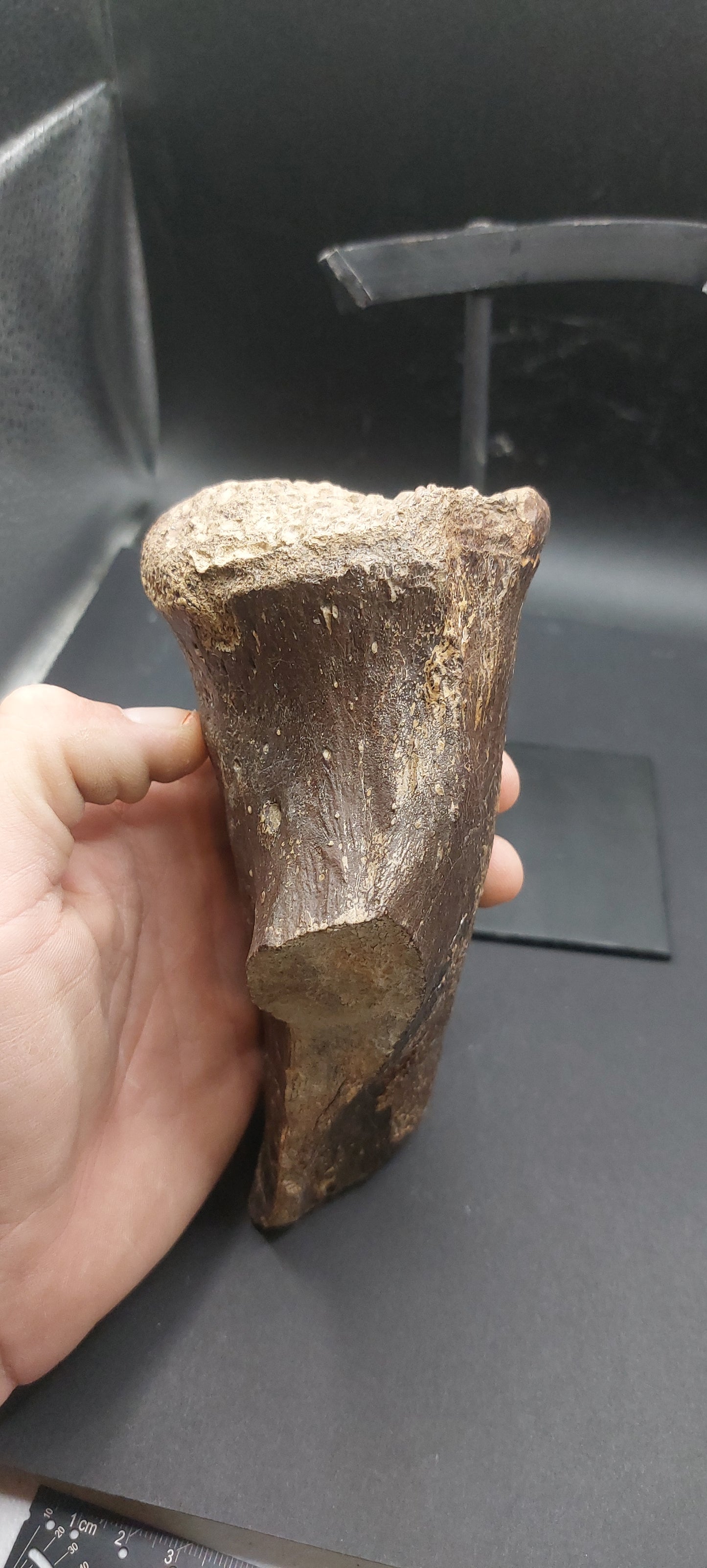 Tylosaurus proriger Ischium-Texas