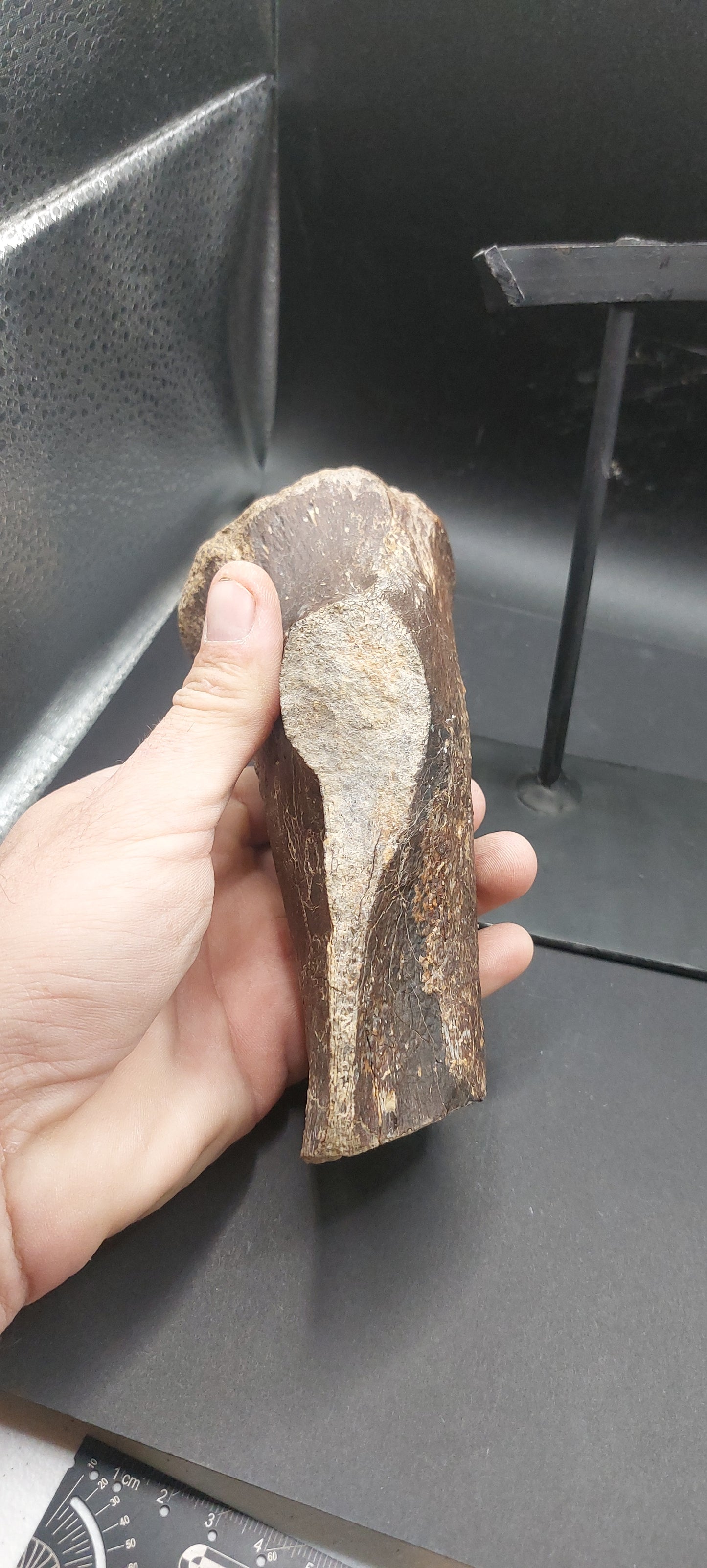 Tylosaurus proriger Ischium-Texas