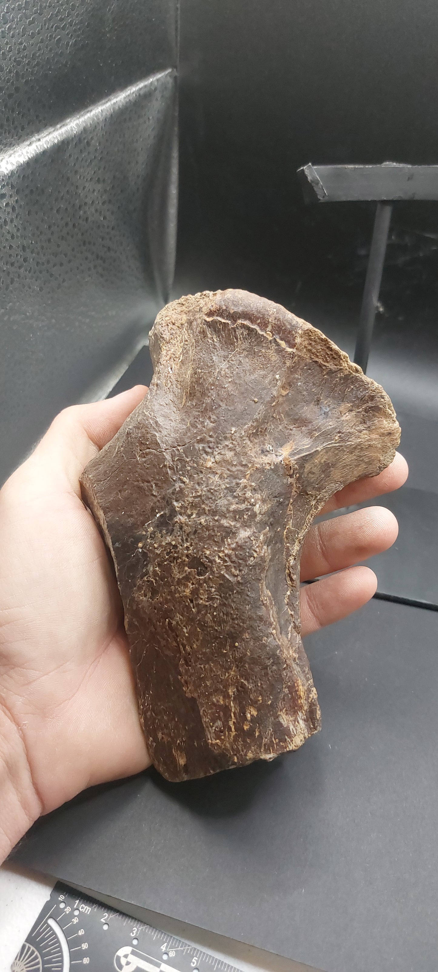 Tylosaurus proriger Ischium-Texas