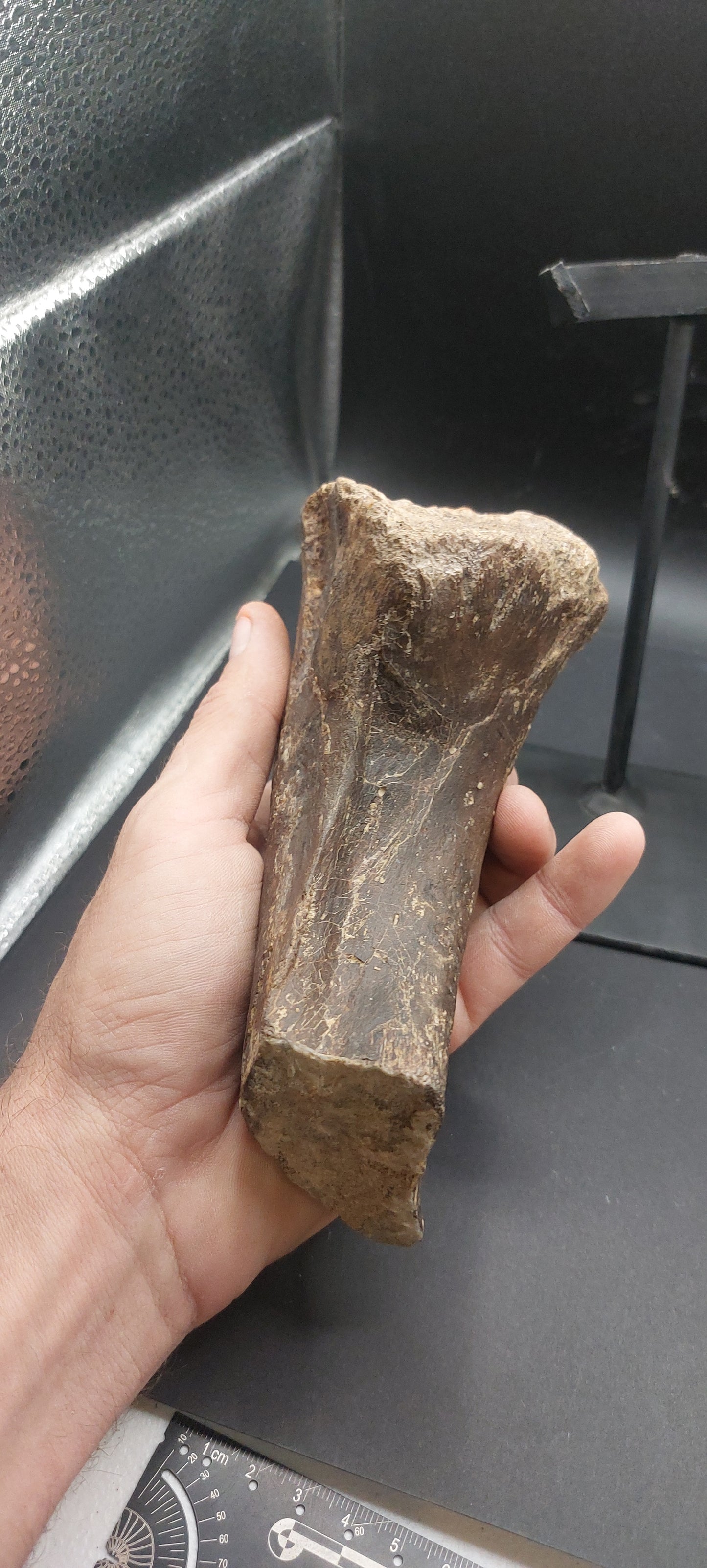Tylosaurus proriger Ischium-Texas