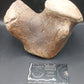Tylosaurus proriger Vertebra-Texas