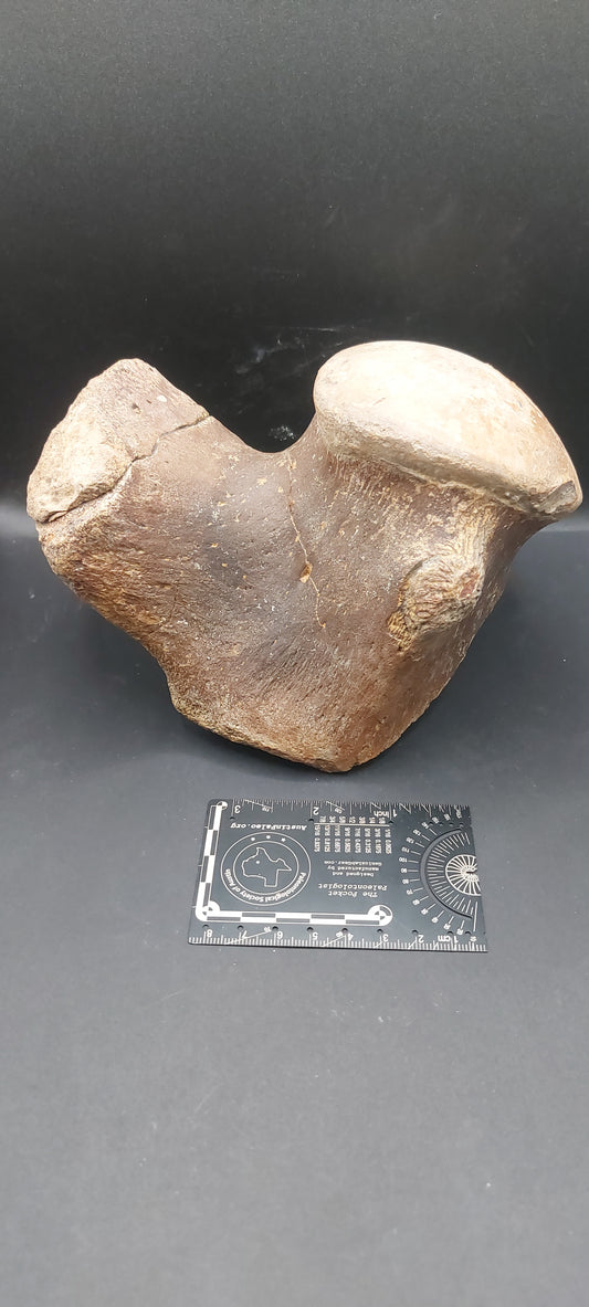 Tylosaurus proriger Vertebra-Texas