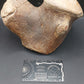 Tylosaurus proriger Vertebra-Texas