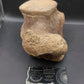 Tylosaurus proriger Vertebra-Texas
