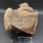 Tylosaurus proriger Vertebra-Texas