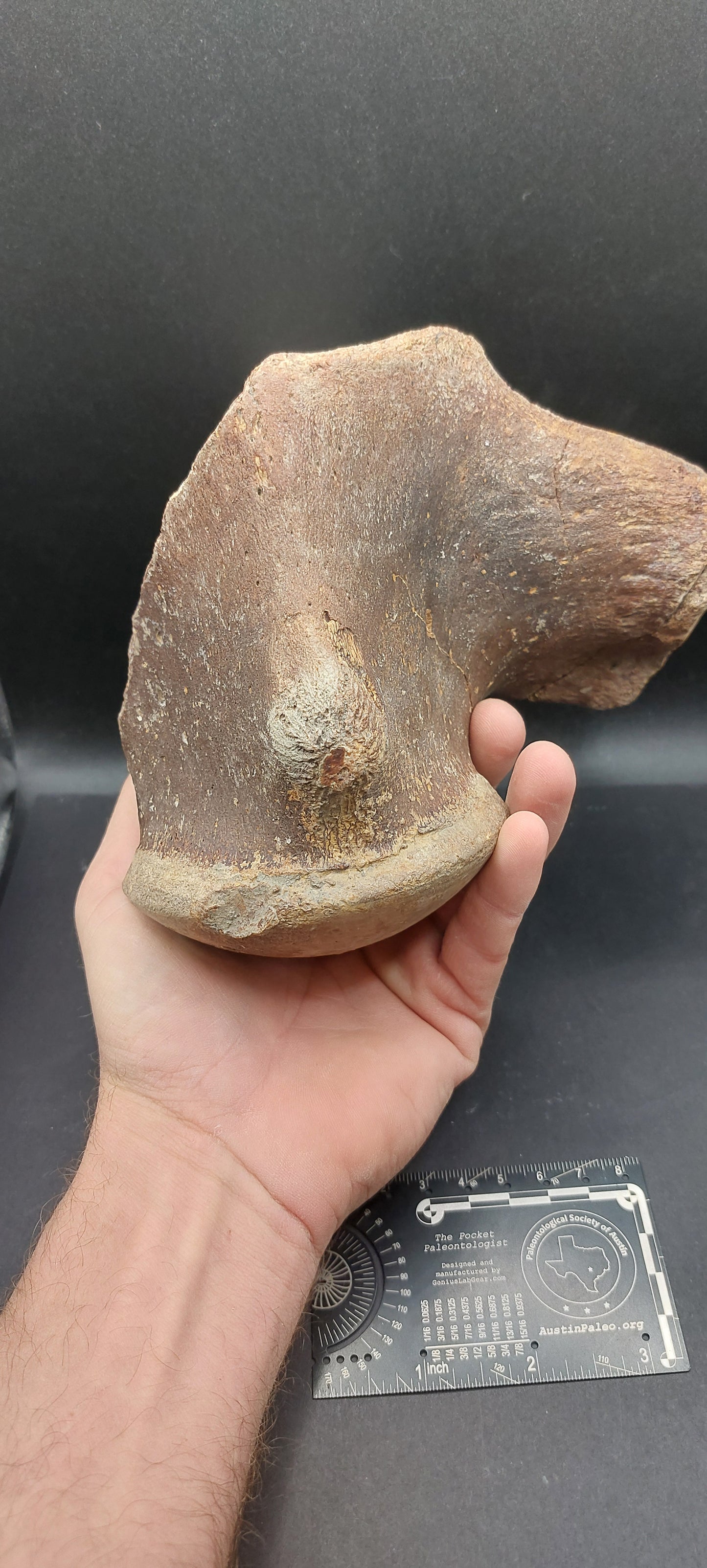 Tylosaurus proriger Vertebra-Texas