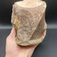 Tylosaurus proriger Vertebra-Texas