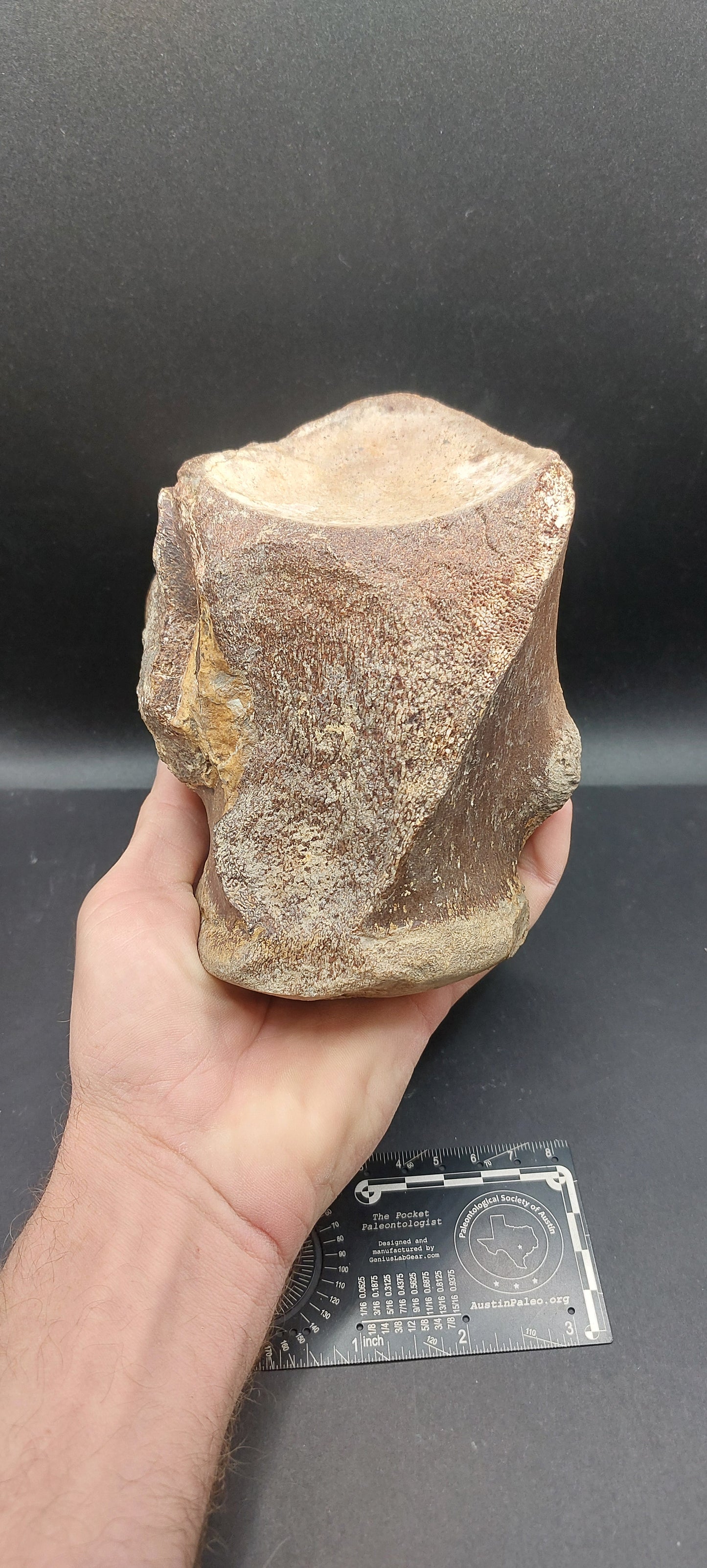Tylosaurus proriger Vertebra-Texas