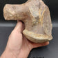 Tylosaurus proriger Vertebra-Texas