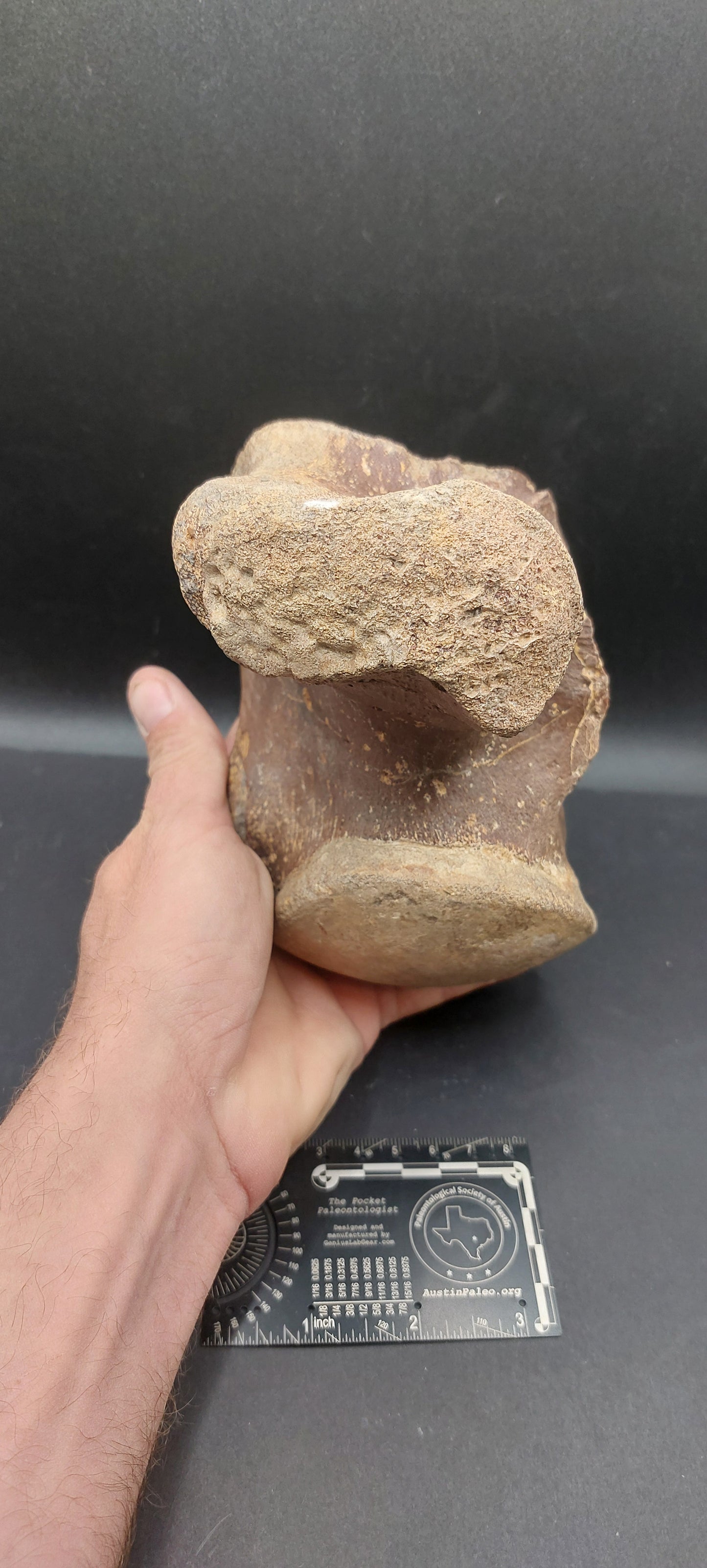 Tylosaurus proriger Vertebra-Texas