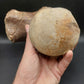 Tylosaurus proriger Vertebra-Texas