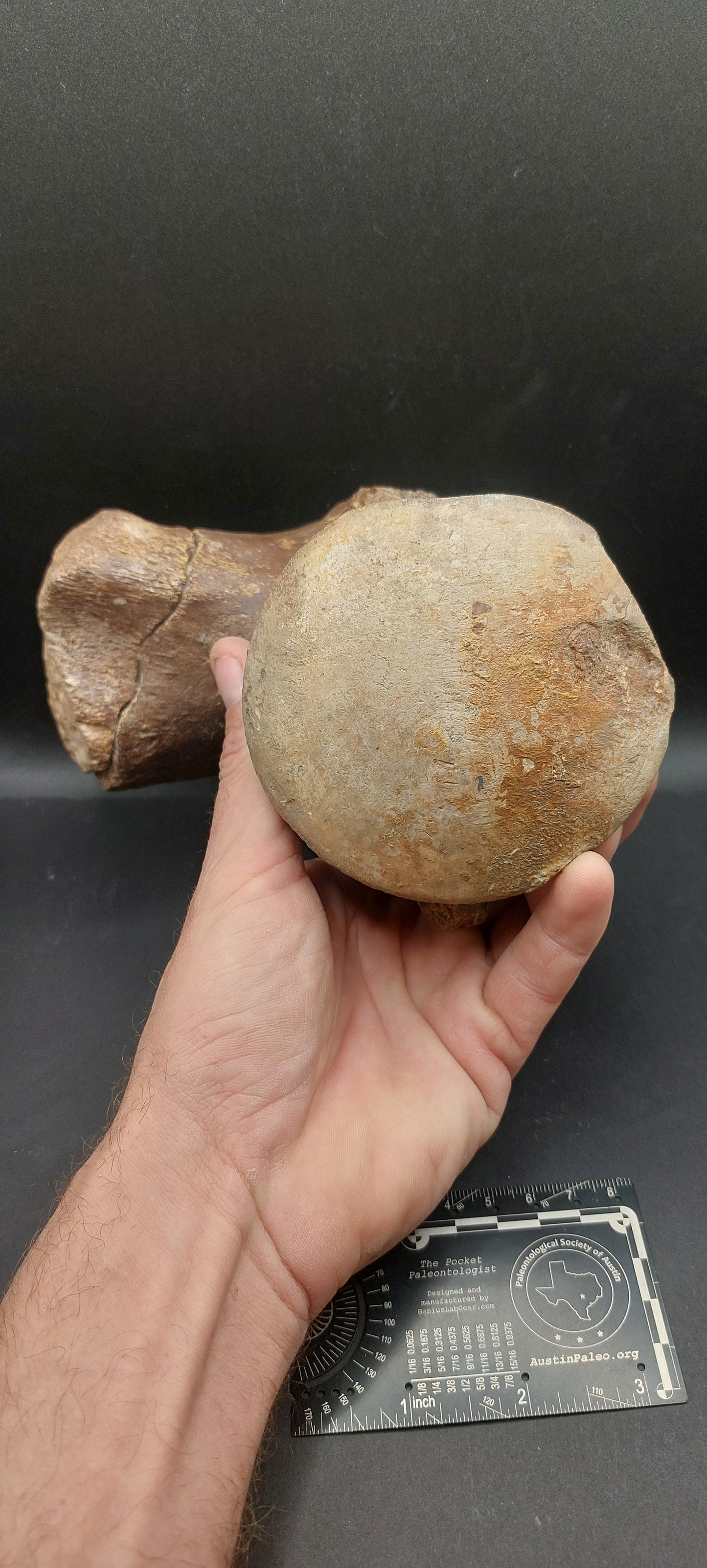 Tylosaurus proriger Vertebra-Texas